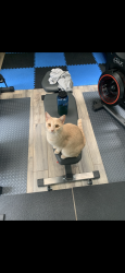 Reunited Female Cat last seen Cedarwood and greenwood, Schertz, TX 78154