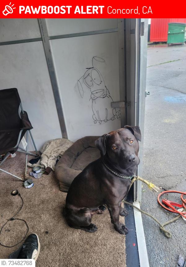 Lost Male Dog last seen Clayton and concord ave., Concord, CA 94520