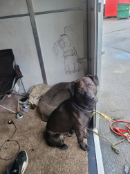 Lost Male Dog last seen Clayton and concord ave., Concord, CA 94520