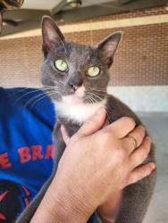 Found/Stray Male Cat last seen Pea Ridge Middle School, Pea Ridge, AR 72751