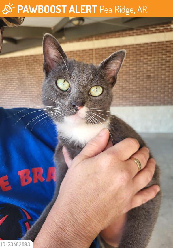 Found/Stray Male Cat last seen Pea Ridge Middle School, Pea Ridge, AR 72751