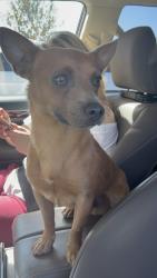 Found/Stray Male Dog last seen Houston st/ VCIS, Visalia, CA 93277