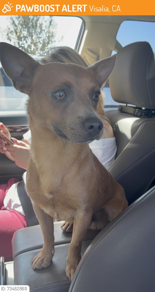 Found/Stray Male Dog last seen Houston st/ VCIS, Visalia, CA 93277