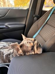 Found/Stray Female Dog last seen Five and Collin County Outerloop, Anna, TX 75409