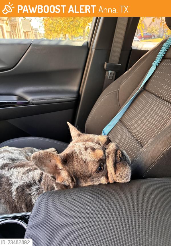 Found/Stray Female Dog last seen Five and Collin County Outerloop, Anna, TX 75409