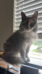 Reunited Female Cat last seen Home 2 suites and specs, Plano, TX 75074