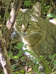 Found/Stray Female Cat last seen Around Walmart in Lenoir City, Kingston, TN 37763