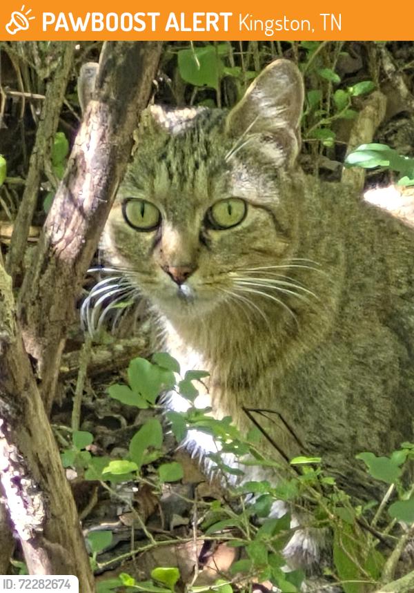 Found/Stray Female Cat last seen Around Walmart in Lenoir City, Kingston, TN 37763