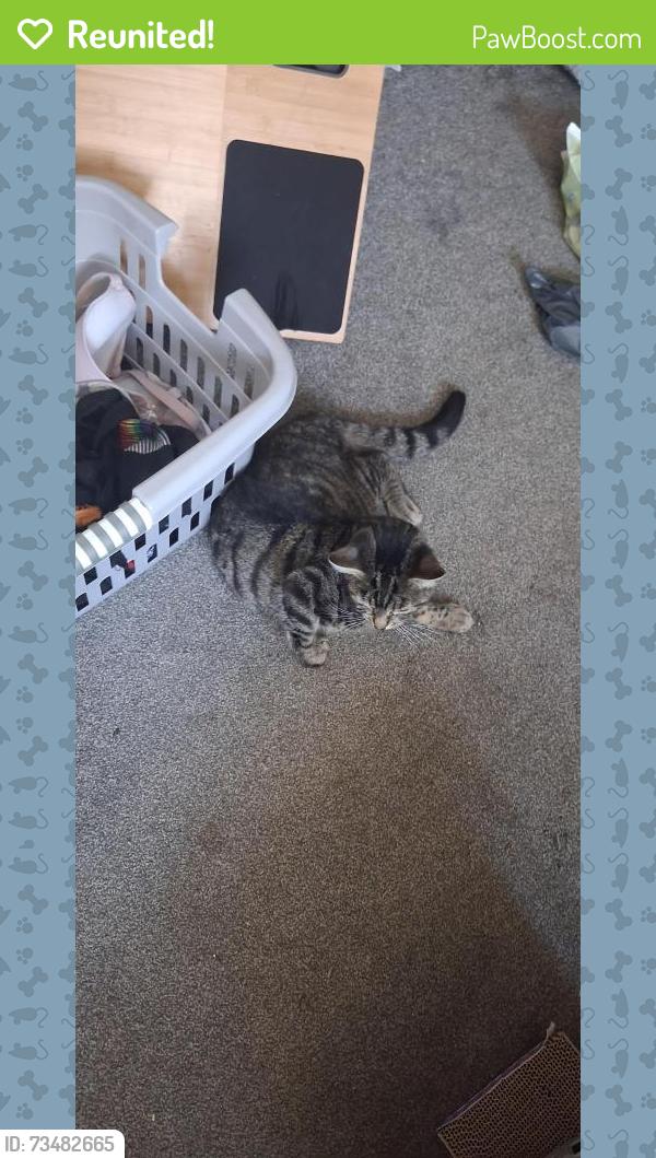 Reunited Male Cat last seen Near Yew Close, West Midlands, England CV3 1FG