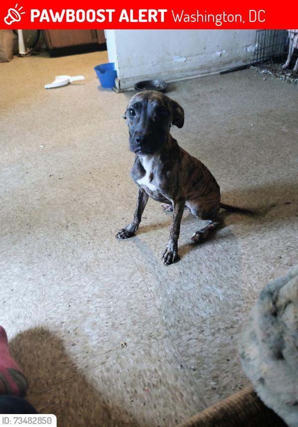 Lost Female Dog last seen Near N Street Southwest, Washington, DC 20024