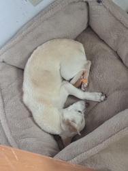 Lost Male Dog last seen Orchard park by Hadley middle school, Wichita, KS 67203