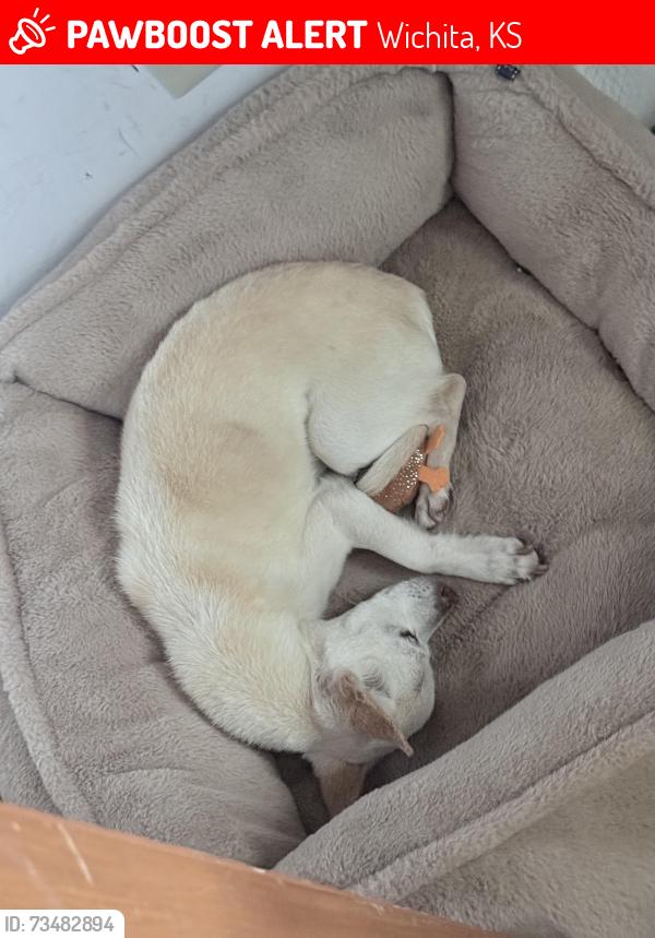 Lost Male Dog last seen Orchard park by Hadley middle school, Wichita, KS 67203