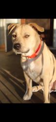 Reunited Male Dog last seen Ridge & Sunset, Merriam Woods, MO 65740