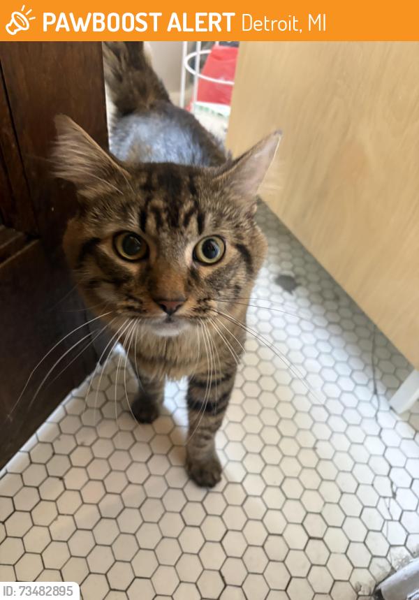 Found/Stray Female Cat last seen Hazelwood St and 2nd Avenue, Detroit, MI 48267