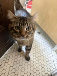 Found/Stray Female Cat last seen Hazelwood St and 2nd Avenue, Detroit, MI 48267