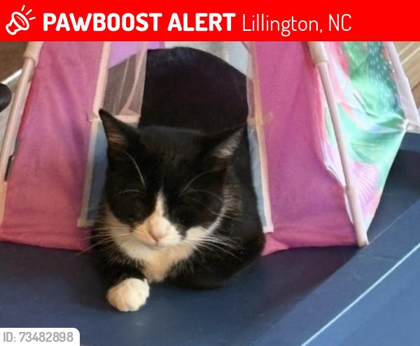 Lost Male Cat last seen Docs road and colonial hills drive, Lillington, NC 27546