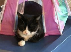 Lost Male Cat last seen Docs road and colonial hills drive, Lillington, NC 27546