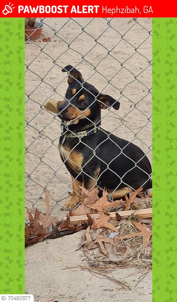 Lost Male Dog last seen Louis blvd and Fulcher Rd, Hephzibah, GA 30815