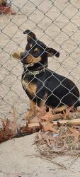 Lost Male Dog last seen Louis blvd and Fulcher Rd, Hephzibah, GA 30815