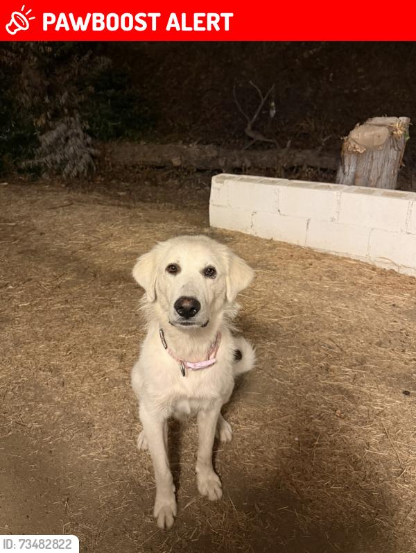 Lost Female Dog last seen Santa Rosa mine rd and justice mill rd, Riverside County, CA 92570