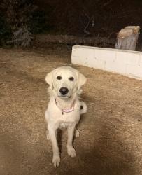 Lost Female Dog last seen Santa Rosa mine rd and justice mill rd, Riverside County, CA 92570