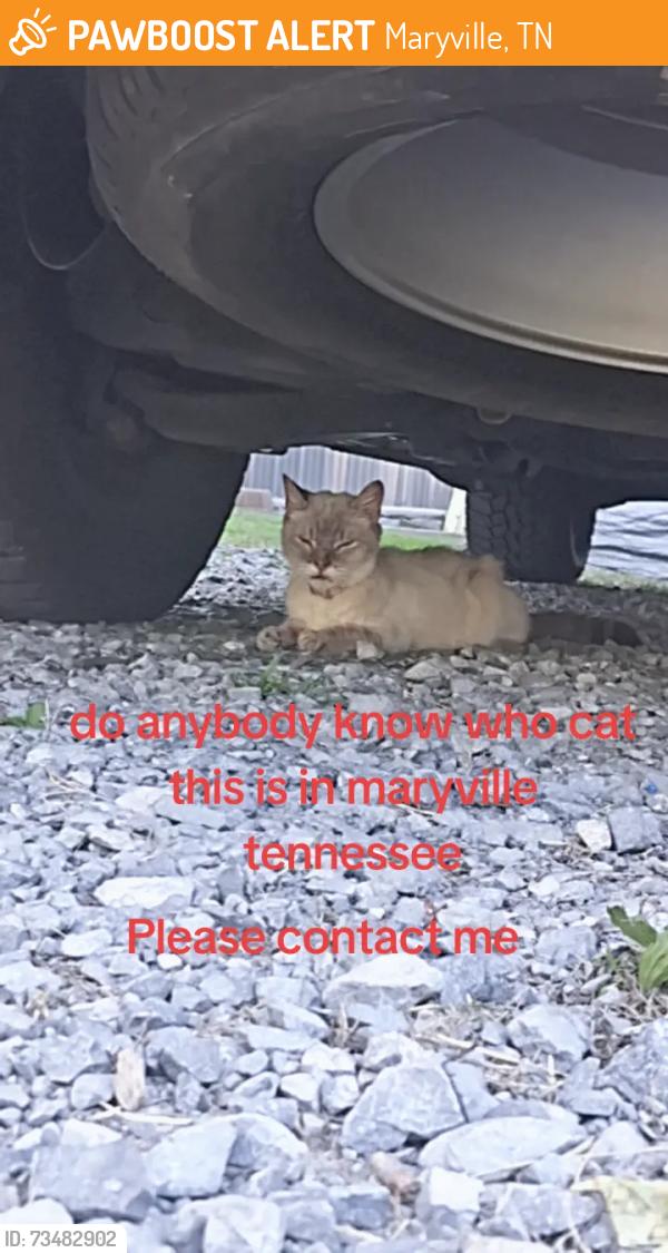 Found/Stray Female Cat last seen Broadway, Maryville, TN 37801