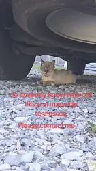 Found/Stray Female Cat last seen Broadway, Maryville, TN 37801