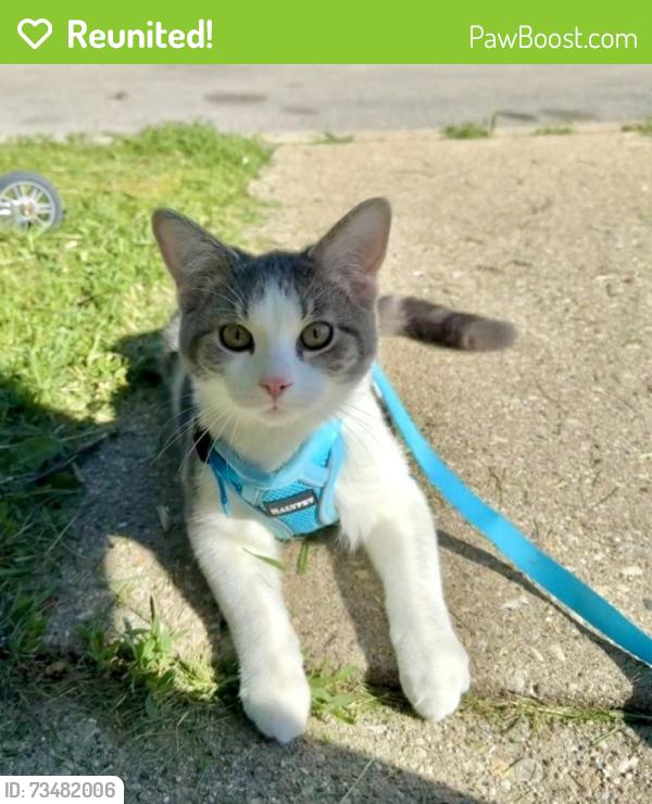 Reunited Male Cat last seen Raynor Ave and Sullivan Ct, Crest Hill, IL 60403