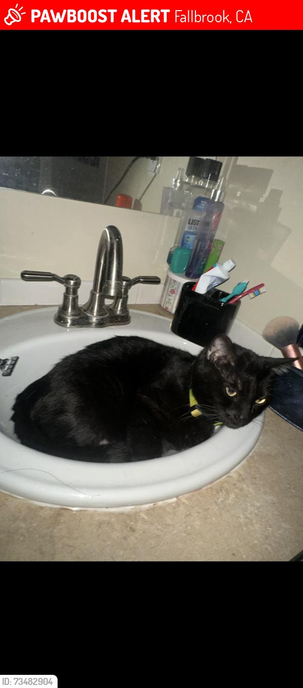 Lost Male Cat last seen Hellers bend, Fallbrook, CA 92028
