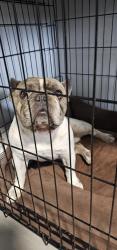 Reunited Male Dog last seen Egan, Orlando, FL 32822