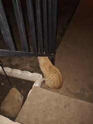 Found/Stray Male Cat last seen SE 7th Ave, Amarillo, TX 79159