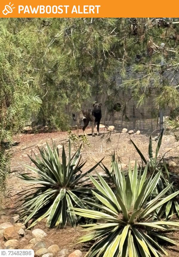 Found/Stray Unknown Dog last seen San Elijo, Rancho Santa Fe, CA 92067