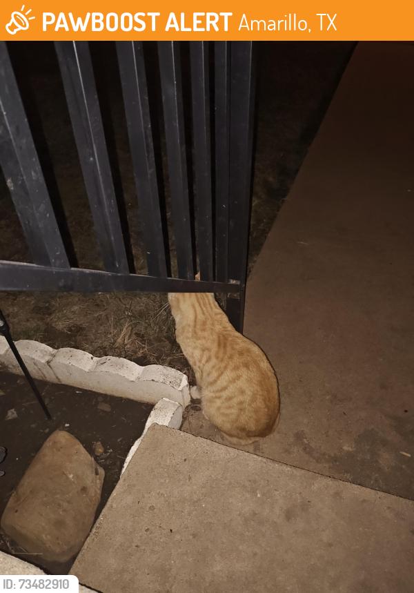 Found/Stray Male Cat last seen SE 7th Ave, Amarillo, TX 79159