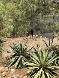 Found/Stray Unknown Dog last seen San Elijo, Rancho Santa Fe, CA 92067