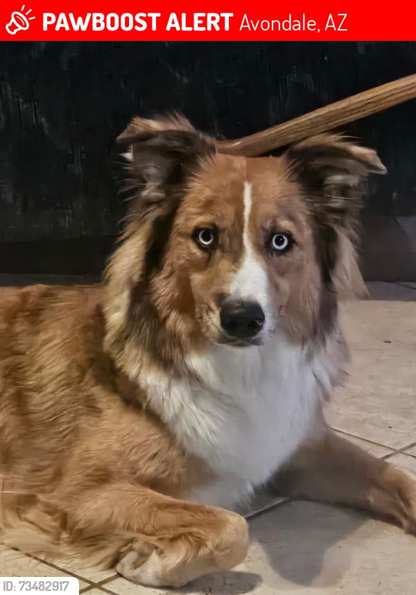 Lost Female Dog last seen Dyast near EOS Gym, Avondale, AZ 85392
