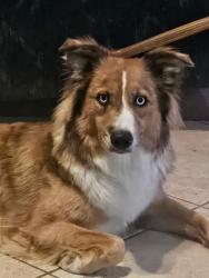Lost Female Dog last seen Dyast near EOS Gym, Avondale, AZ 85392
