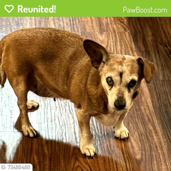 Reunited Female Dog last seen Petty Rd near Dallas Spencer Mtn Rd, Gastonia, NC 28056