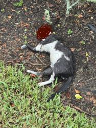 Found/Stray Male Cat last seen Anverly ave orlando florida 32822, Orlando, FL 32812