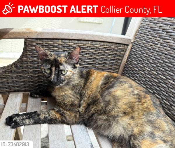 Lost Female Cat last seen Collier Blvd and 11th Ave Sw, Collier County, FL 34116