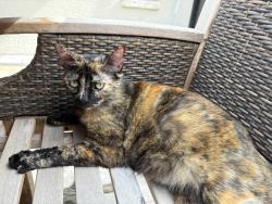 Lost Female Cat last seen Collier Blvd and 11th Ave Sw, Collier County, FL 34116