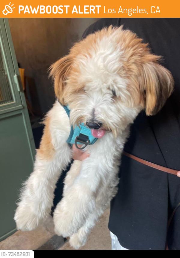 Found/Stray Male Dog last seen Bar One, Los Angeles, CA 90027