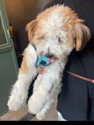 Found/Stray Male Dog last seen Bar One, Los Angeles, CA 90027