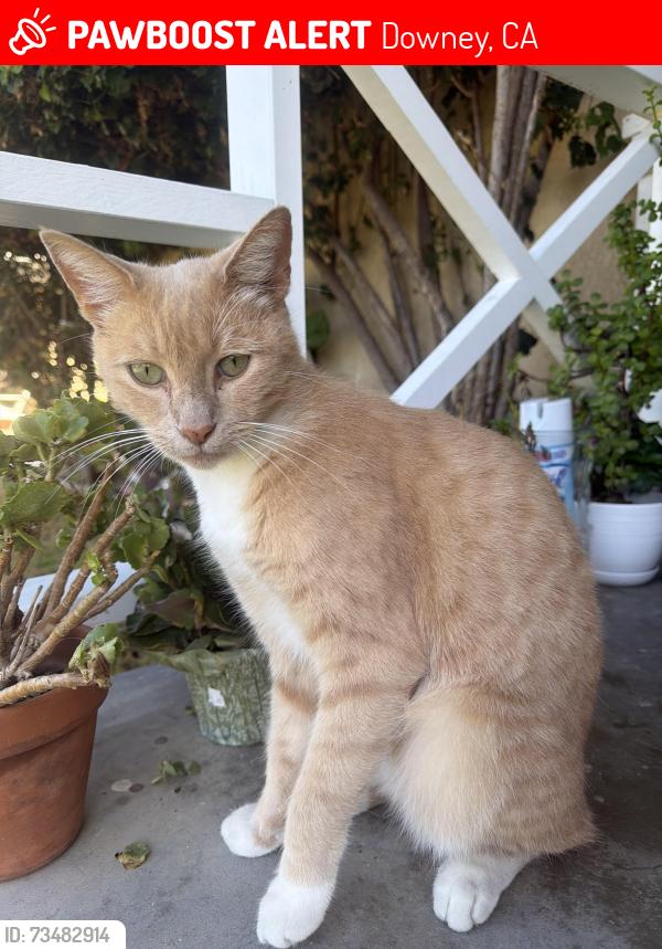 Lost Male Cat last seen St Raymond’s Church/Quoit Street, Downey, CA 90242