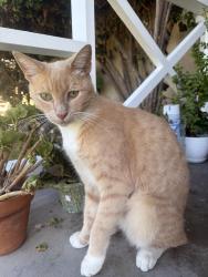 Lost Male Cat last seen St Raymond’s Church/Quoit Street, Downey, CA 90242