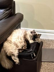 Lost Female Cat last seen Near Julia Goldbach Avenue, Bohemia, NY 11716