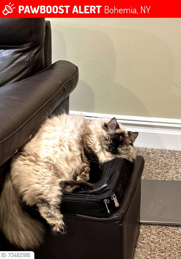Lost Female Cat last seen Near Julia Goldbach Avenue, Bohemia, NY 11716