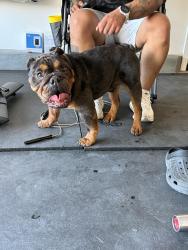Reunited Male Dog last seen River Ranch / Havasu Way, Rialto, CA 92377