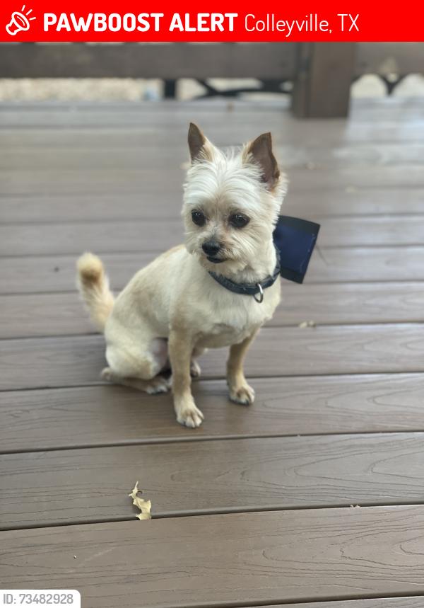 Lost Male Dog last seen Glade and Jim Mitchell Trail, Colleyville, TX 76034