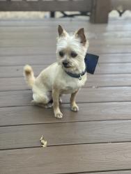 Lost Male Dog last seen Glade and Jim Mitchell Trail, Colleyville, TX 76034
