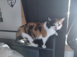 Reunited Female Cat last seen N Danvers Road lynnwood wa, Lynnwood, WA 98036